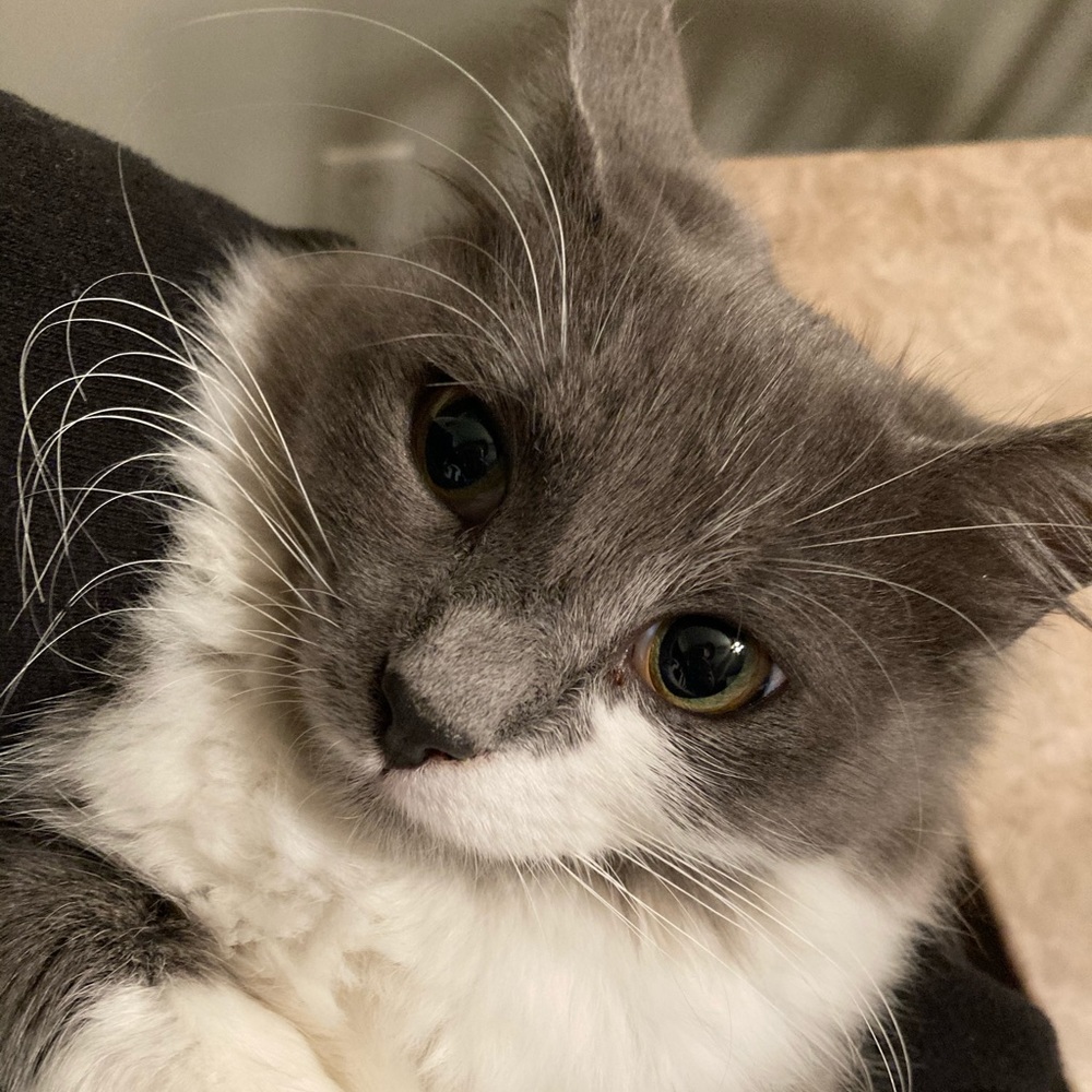 Meet your Posher, Hailey